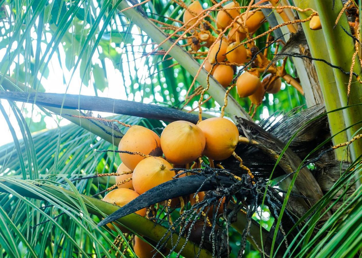 Plantation Inn Weligama Ngoại thất bức ảnh